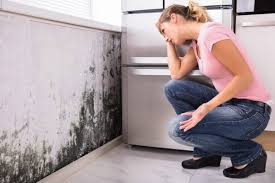 Best Mold Prevention Services  in East Williston, NY